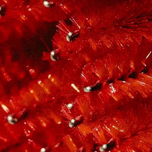 Blossom Lash+Brow Bundle Membership